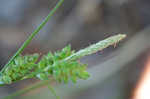 Wire sedge